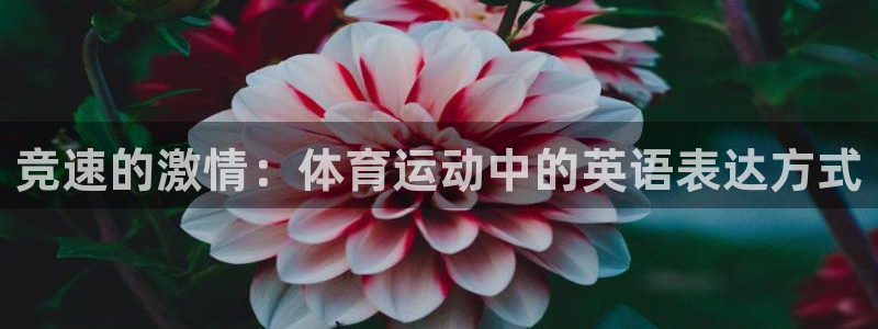 678体育官网：竞速的激情：体育运动中的英语表达方式